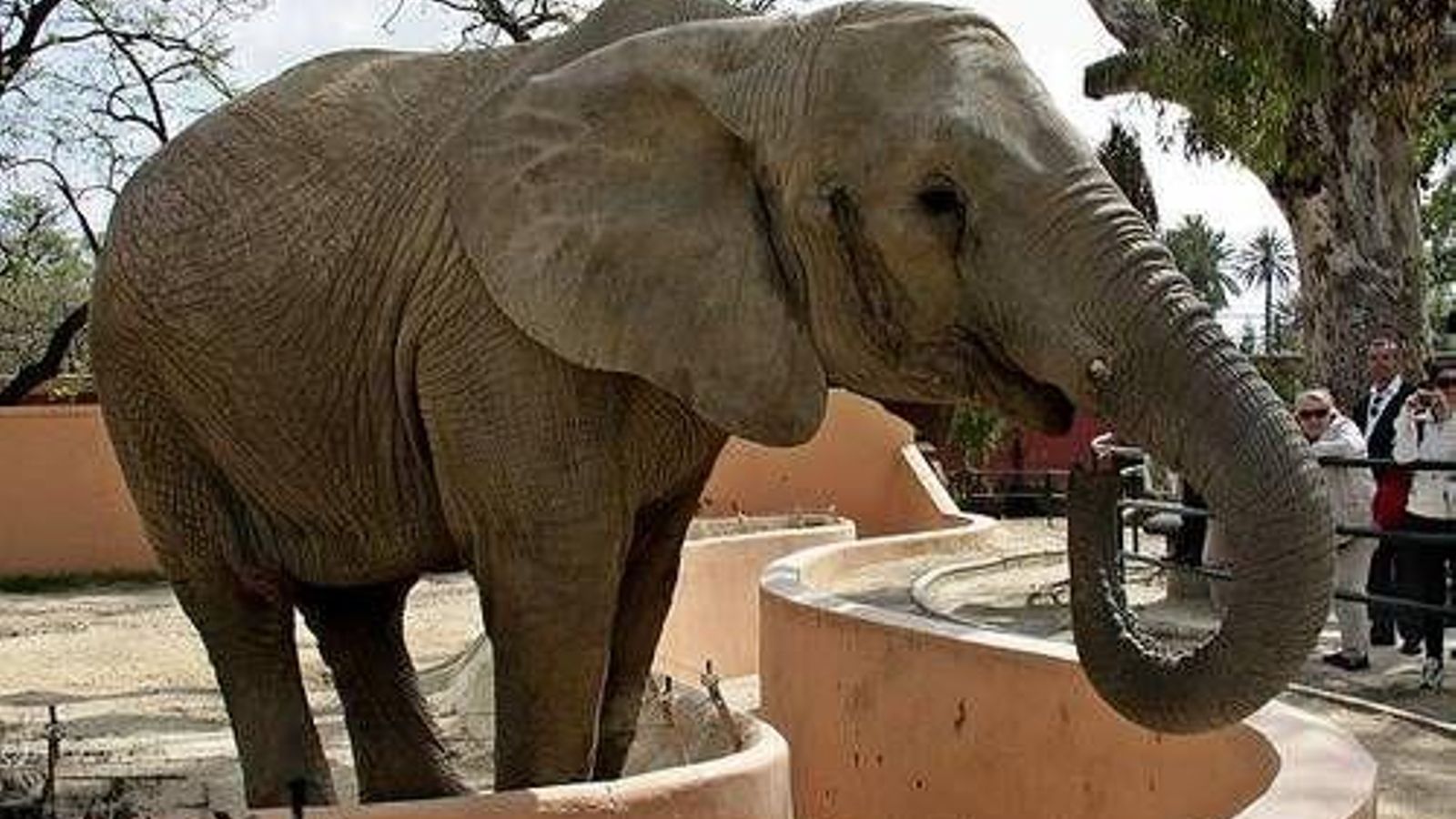 La elefanta Buba, en una imagen de archivo, en el Zoo de Jerez La elefanta Buba, en una imagen de archivo, en el Zoo de Jerez