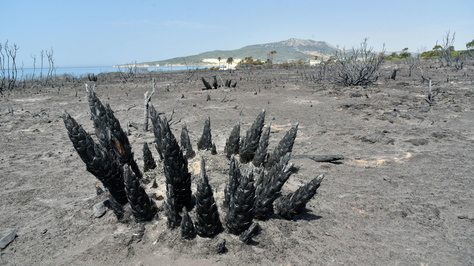 Fotos del incendio de Valdevaqueros que arrasó con 11 hectáreas de Parque Natural del Estrecho Fotos del incendio de Valdevaqueros que arrasó con 11 hectáreas de Parque Natural del Estrecho