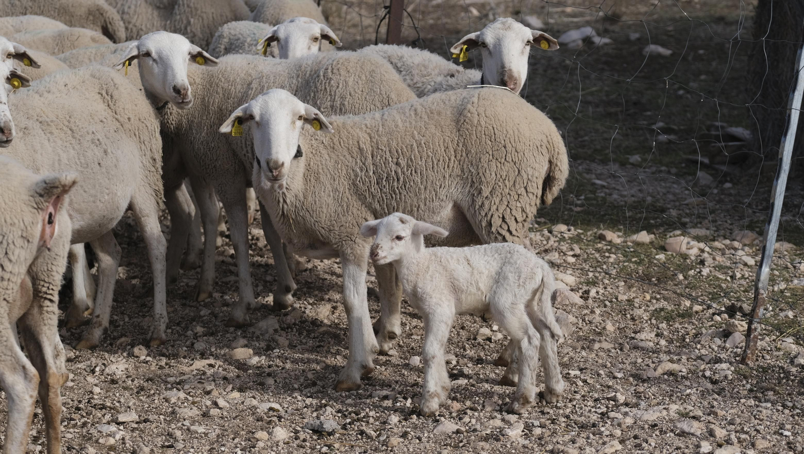 Fotogalería de la ganadería tradicional de Vélez Rubio, las imágenes más tiernas de los corderos recién nacidos