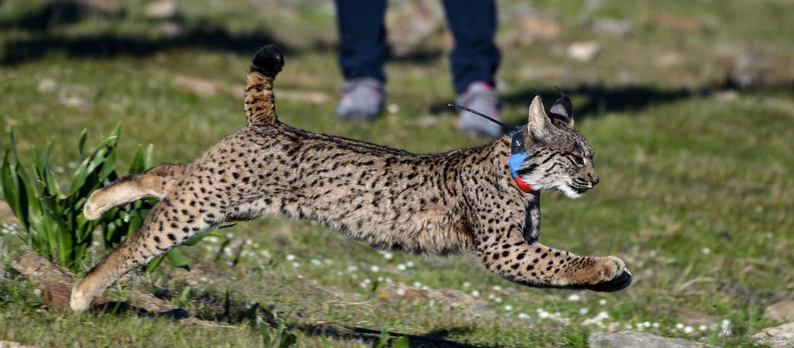 Uno de los linces liberados.