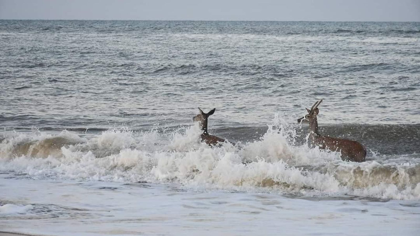 Los ciervos dándose un chapuzón cerca de Doñana. Los ciervos dándose un chapuzón cerca de Doñana.