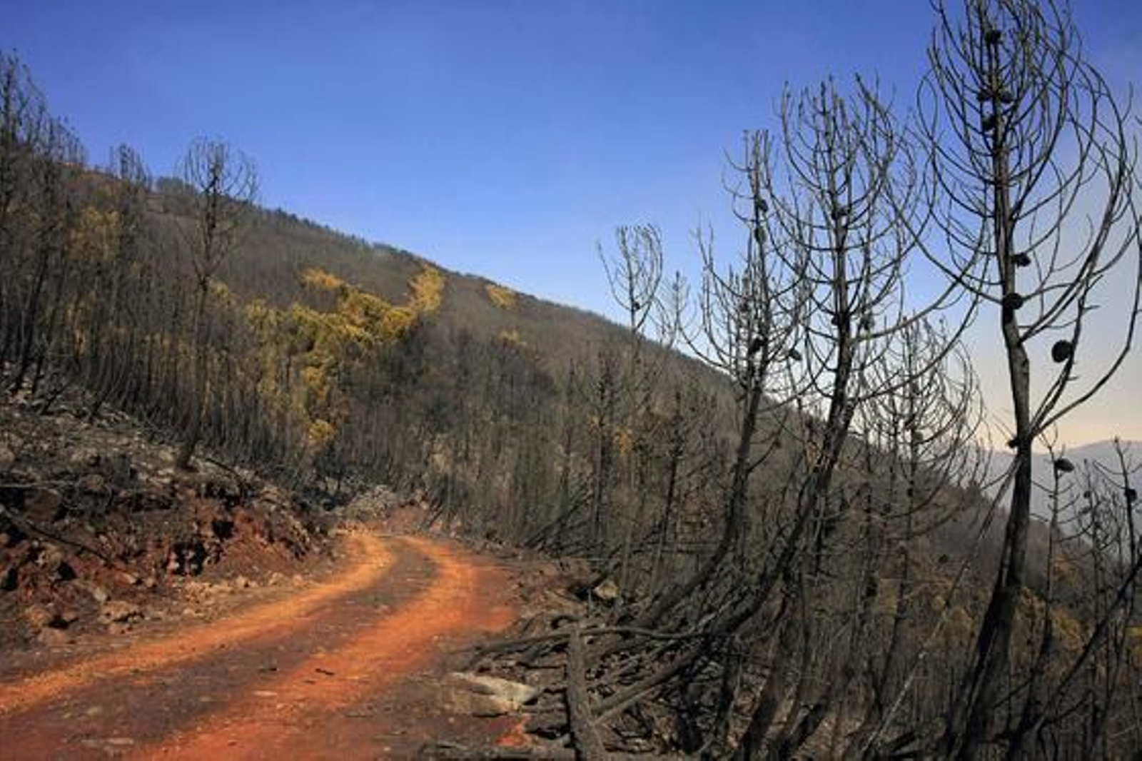 Alguna de las zonas calcinadas que podían verse ayer

Foto: Javier Flores