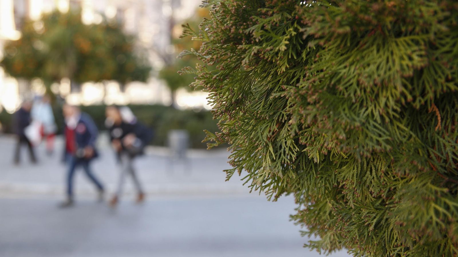 El ciprés está presente en cementerios, colegios y parques