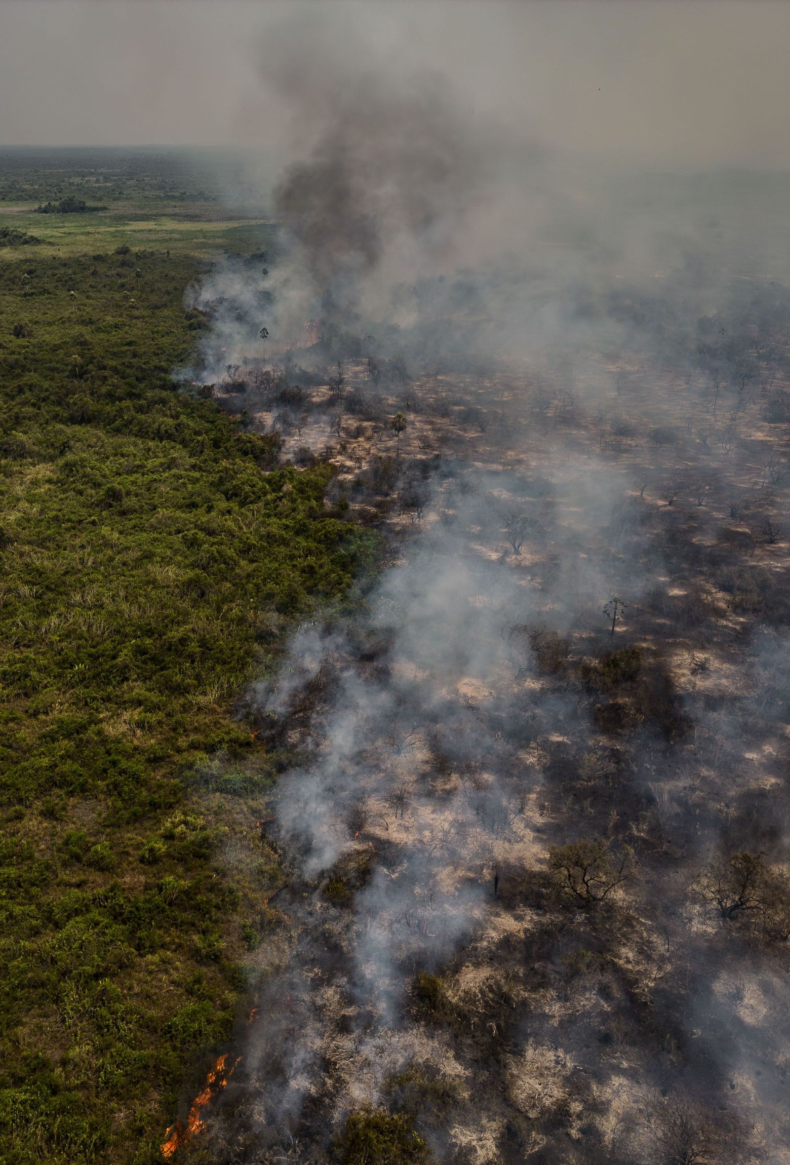Las llamas convierten en una tumba al aire libre El Pantanal en Brasil