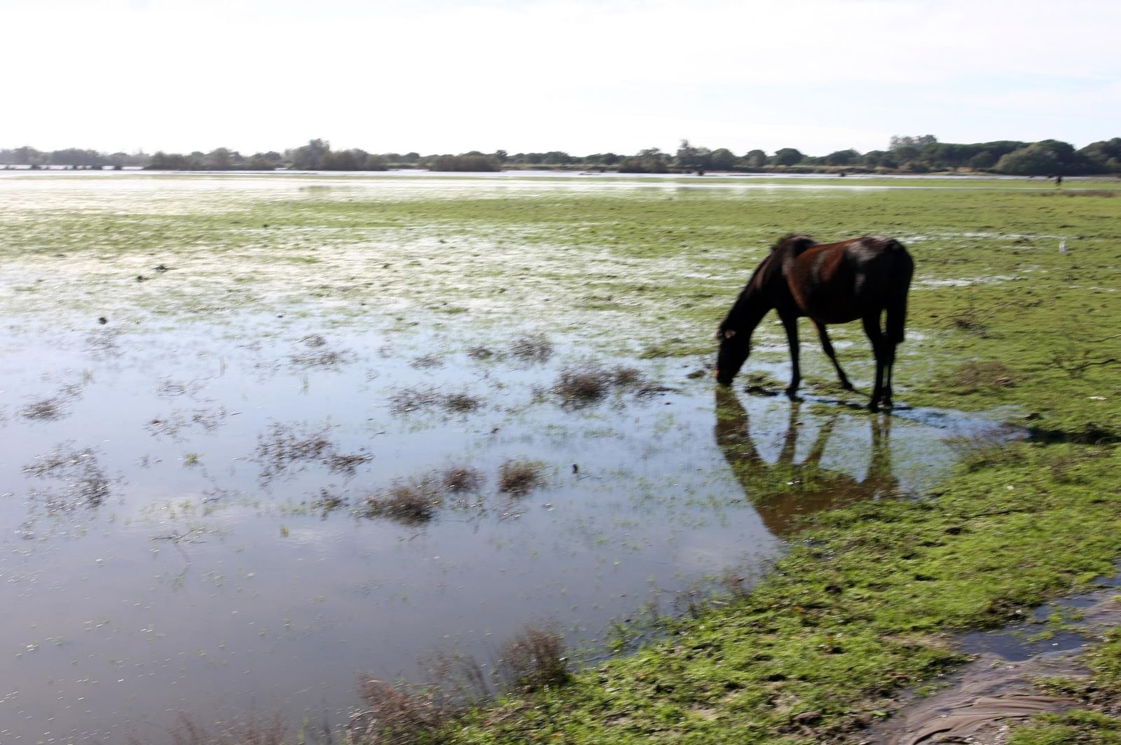 Imágenes de la marisma de El Rocío y de la laguna de El Portil tras las últimas lluvias