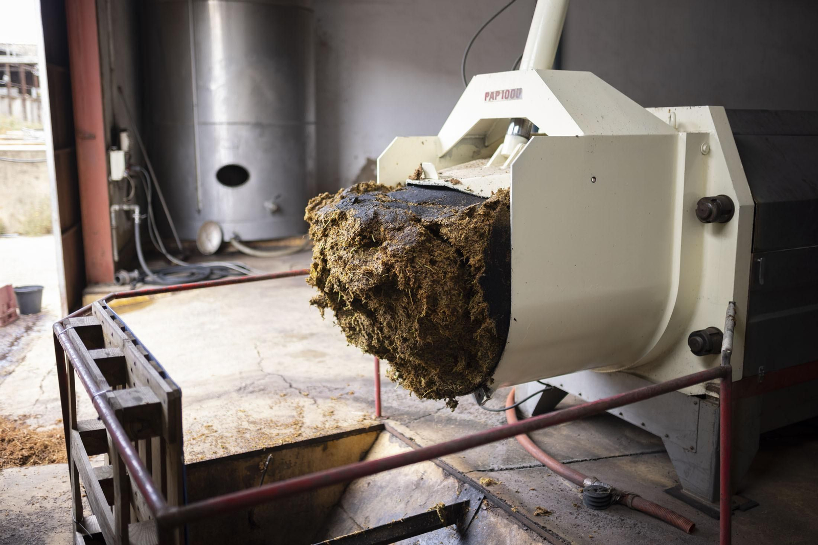 Imágenes de la vendimia en el Condado de Huelva