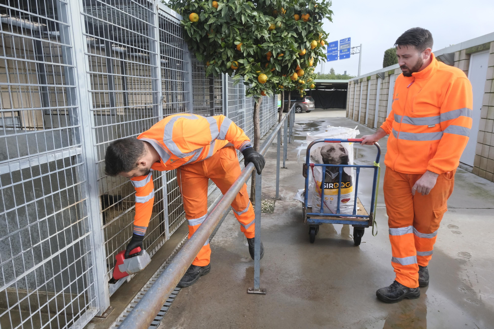 Un paseo por el Centro de Salud y Bienestar Animal de Córdoba, en imágenes