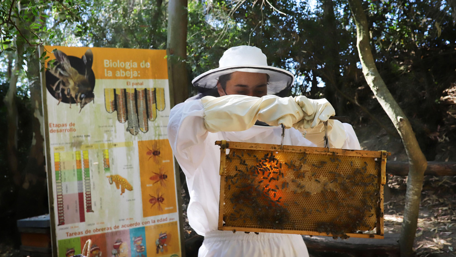 Jerez celebra el Día Mundial de las Abejas Jerez celebra el Día Mundial de las Abejas