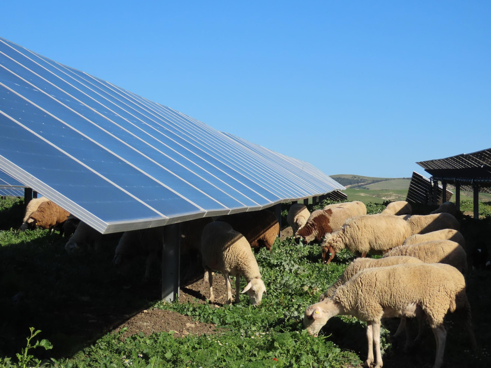 Integración del Camino Real para el ganado en el interior de las instalaciones