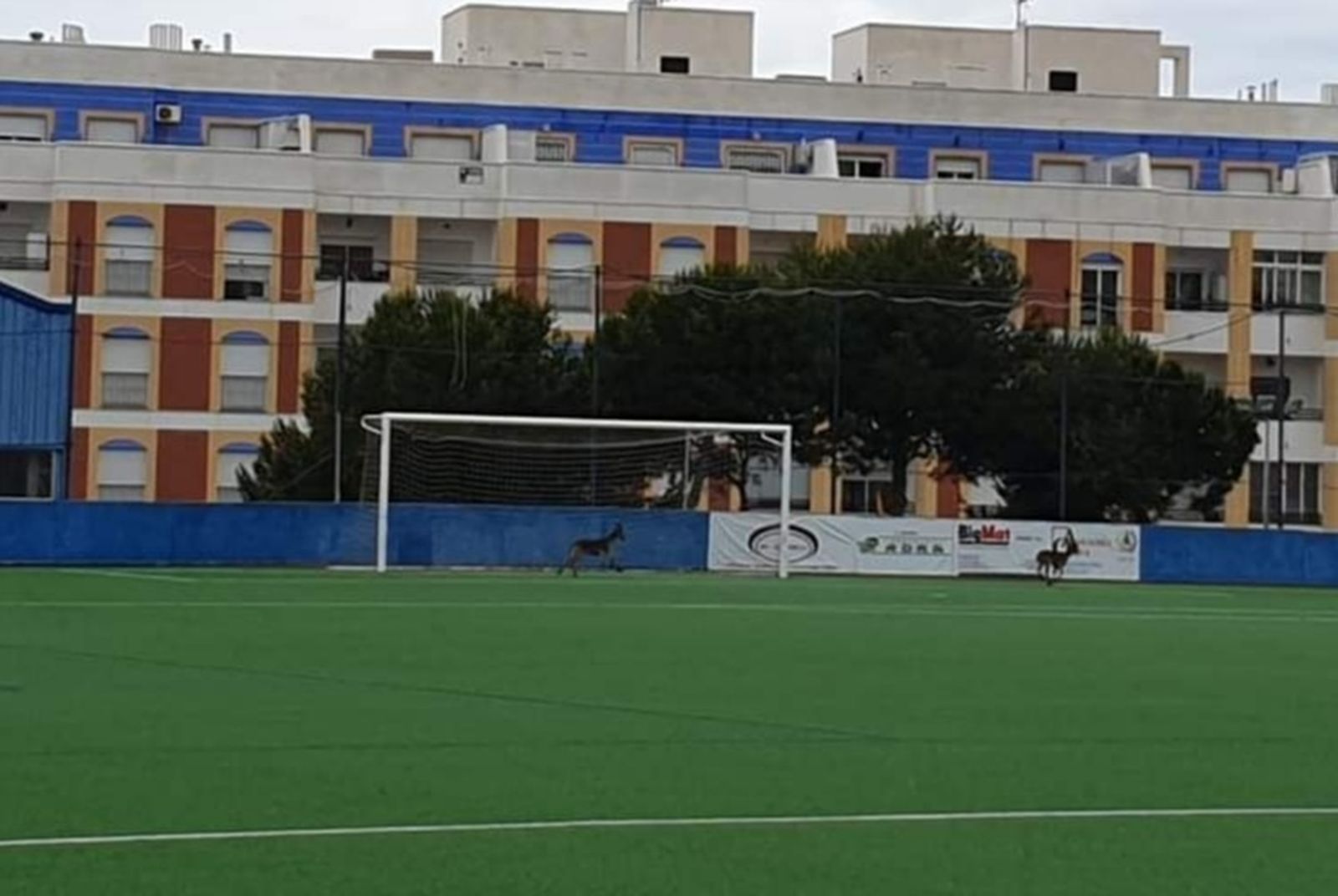 Cabras montesas 'juegan' sobre el césped de Miramar