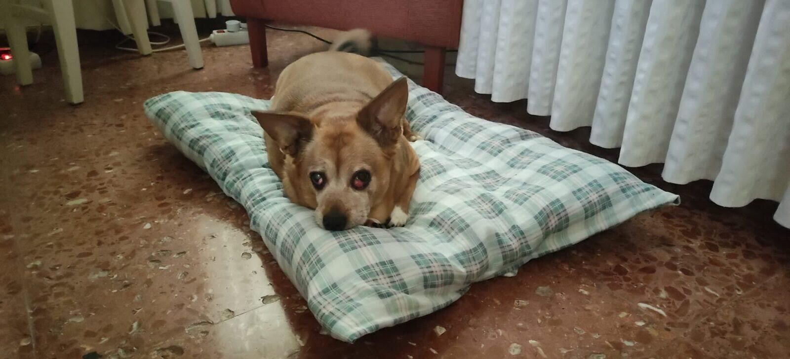 Alerta por envenenamiento a 11 animales en un barrio de Sevilla