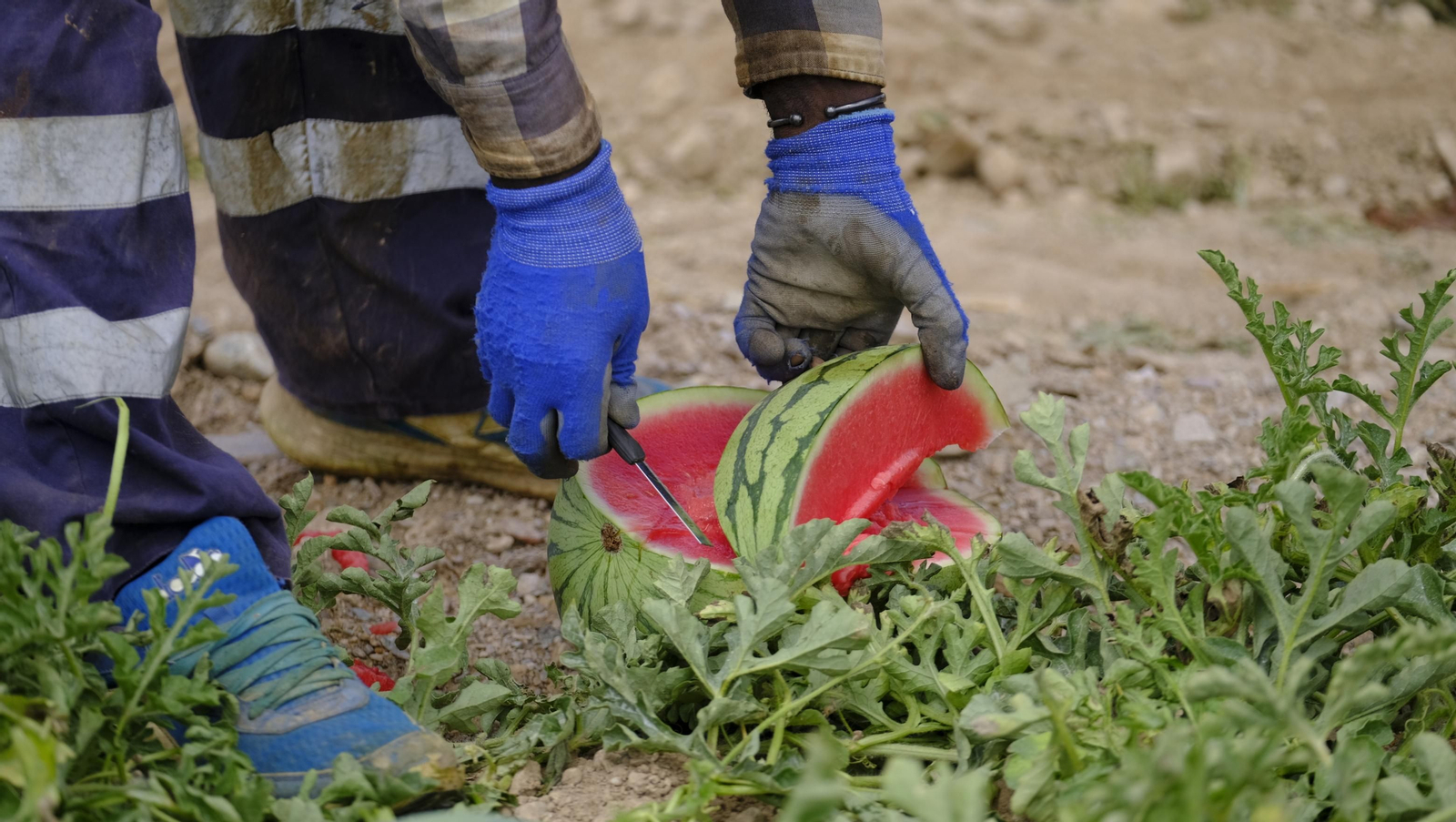 La sandía y el melón de Huércal Overa, manjares en imágenes