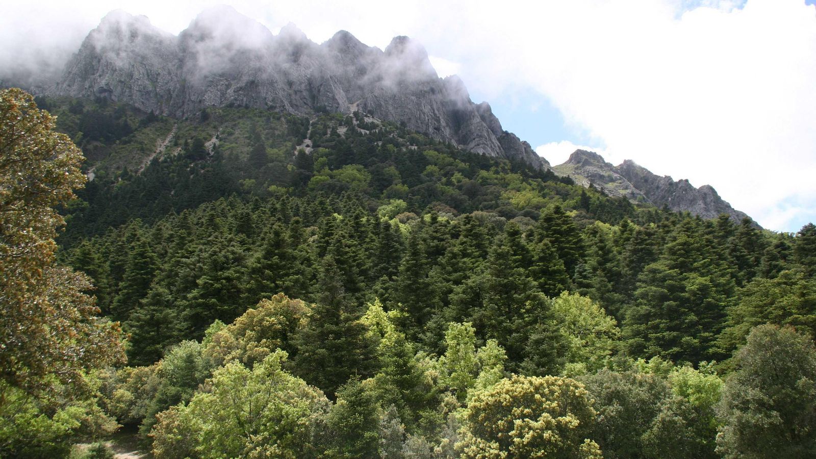 El pinsapar, en la Sierra de la Grazalema, una de las nueve reservas de la biosfera existentes en Andalucía. El pinsapar, en la Sierra de la Grazalema, una de las nueve reservas de la biosfera existentes en Andalucía.