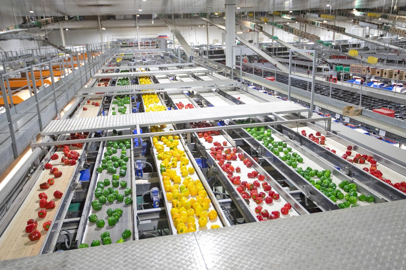 Pimientos en las cintas de envasado para la exportación.