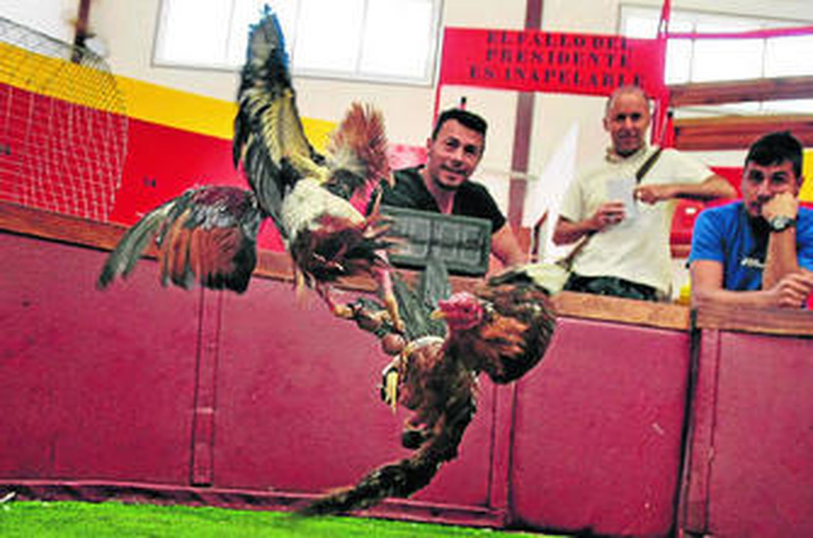 Uno de los reñideros de peleas de gallos existentes en la provincia durante una exhibición.