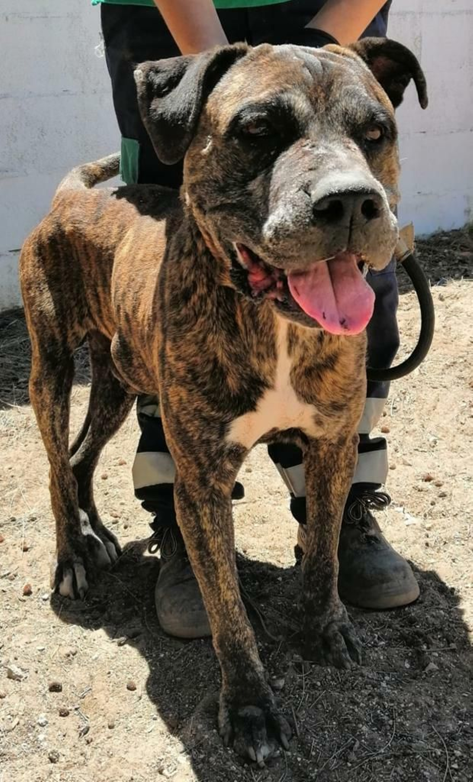Uno de los perros abandonados que ha sido rescatado Uno de los perros abandonados que ha sido rescatado