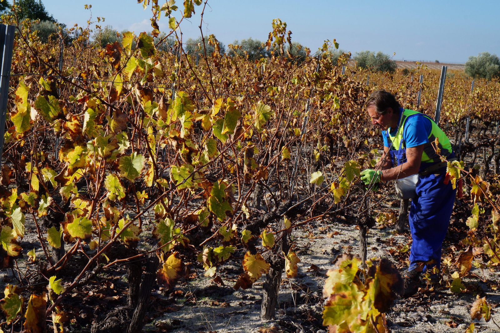 Un recorrido en fotografías por el vino nuevo de Moriles