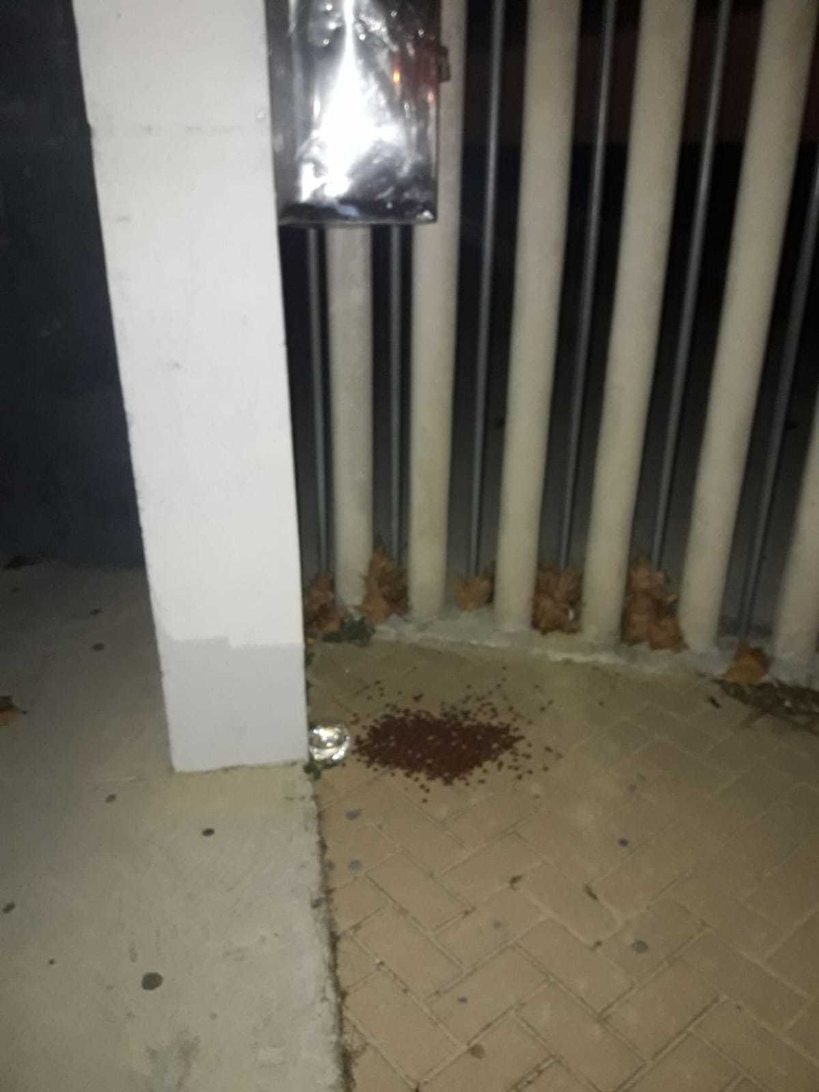 Una foto del pienso depositado junto a la verja del colegio Costa Oeste.