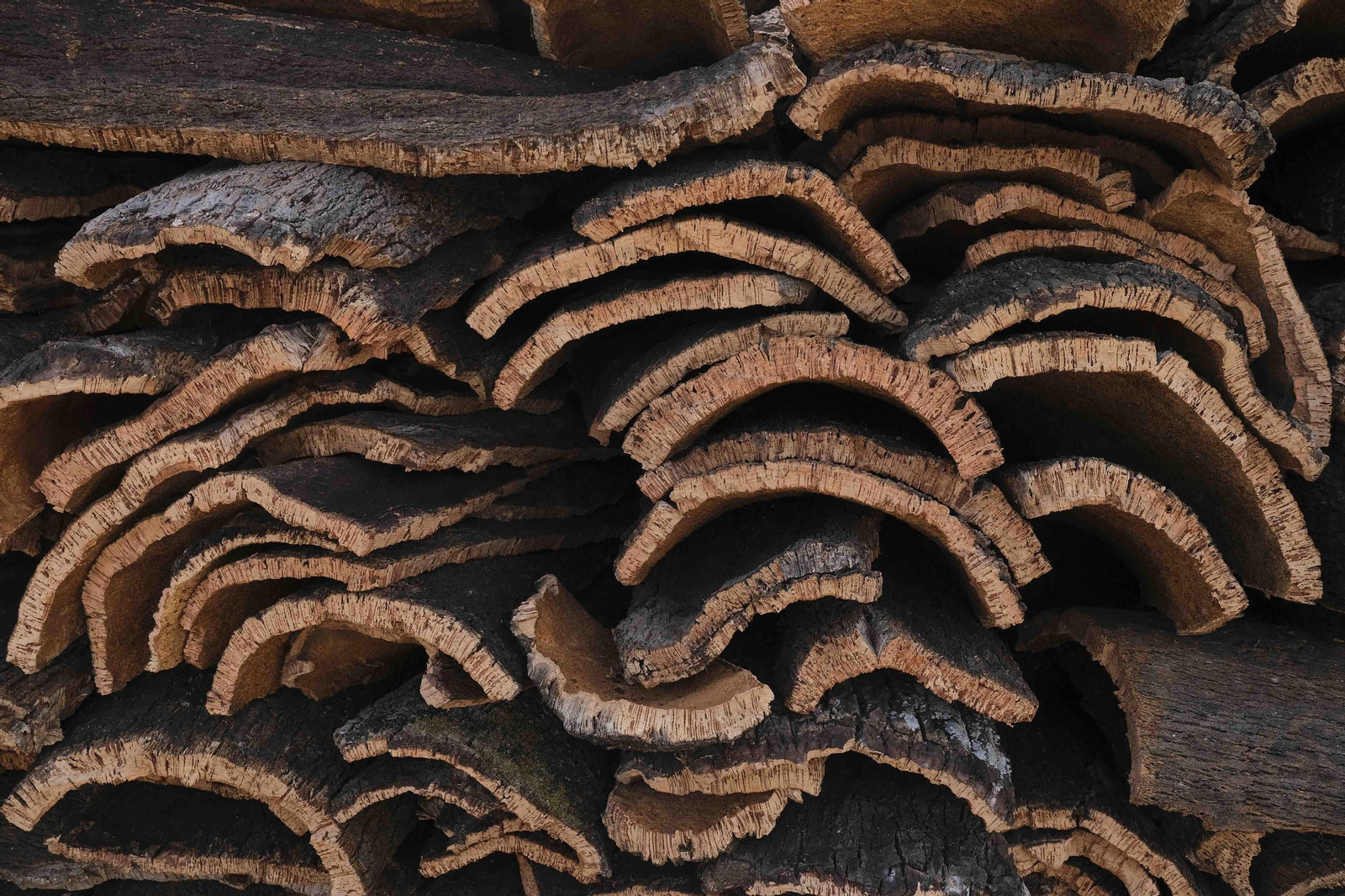 La fotos de la saca del corcho