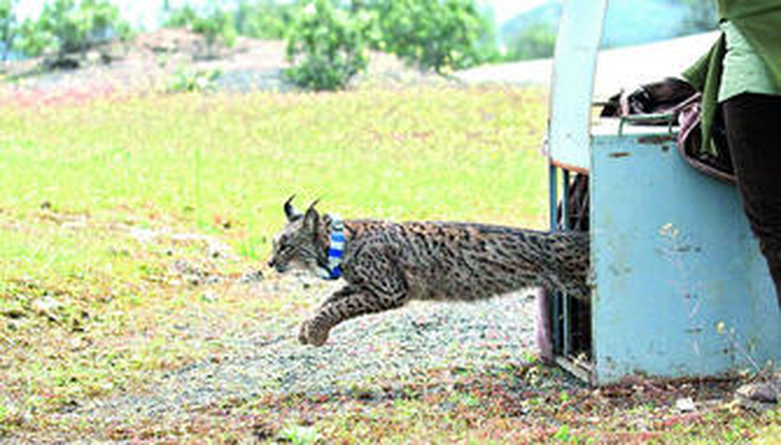 Suelta de un ejemplar de lince en la Sierra Morena cordobesa.