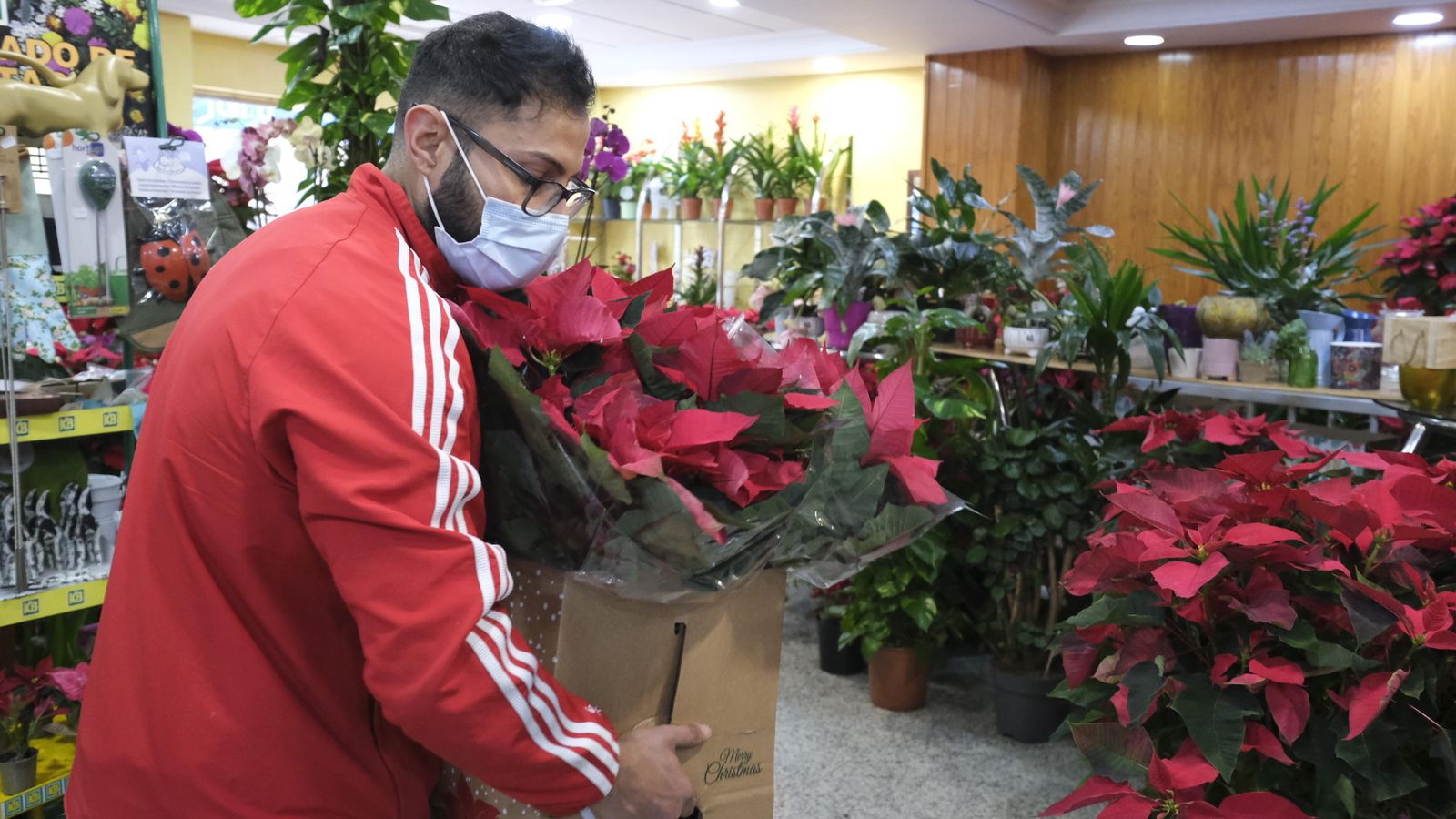 Los clientes pueden adquirir una de las flores por excelencia en Navidad, aprovechando, incluso, la oferta especial 3x2 (lleve 3 plantas y pague 2).