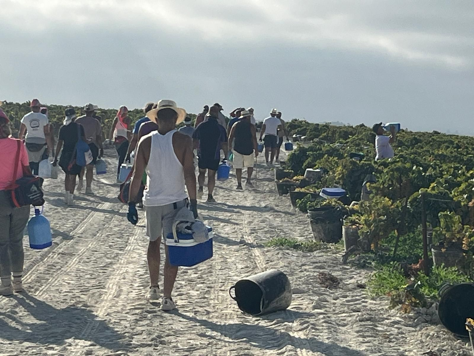 Una cuadrilla de jornaleros en una viña del Marco de Jerez en la que aún se realiza la vendimia a mano.