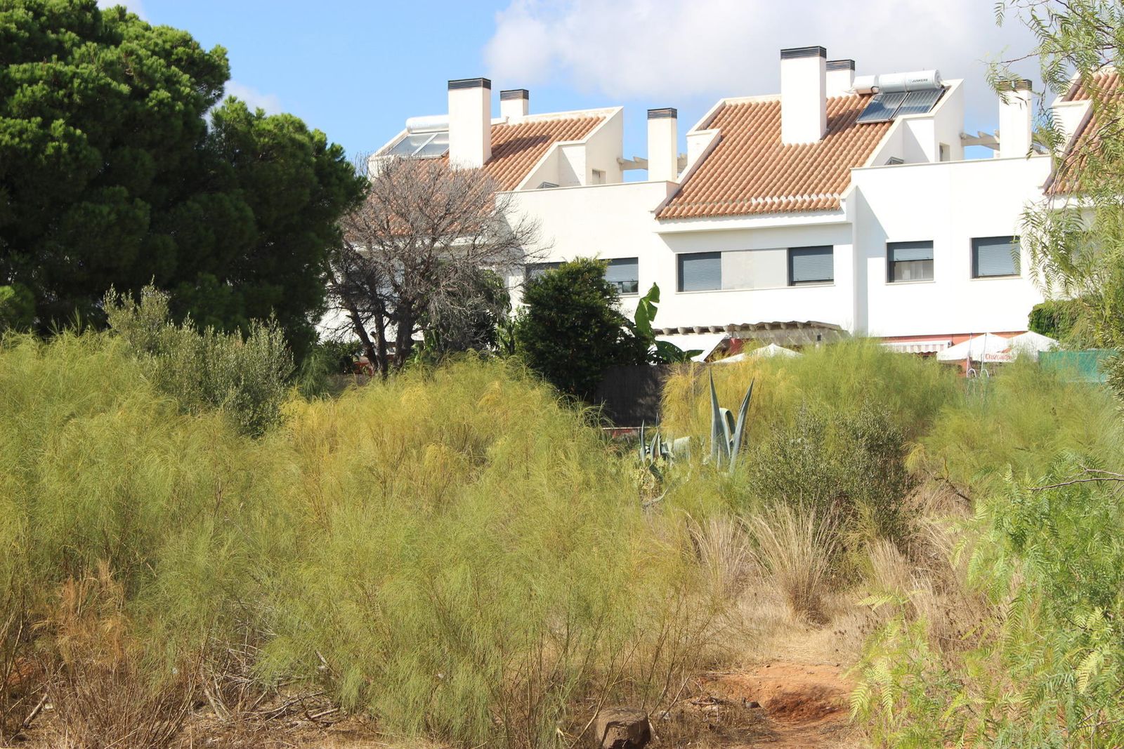 La maleza se acumula en la mayor parte de las zonas ajardinadas del barrio de Casines.