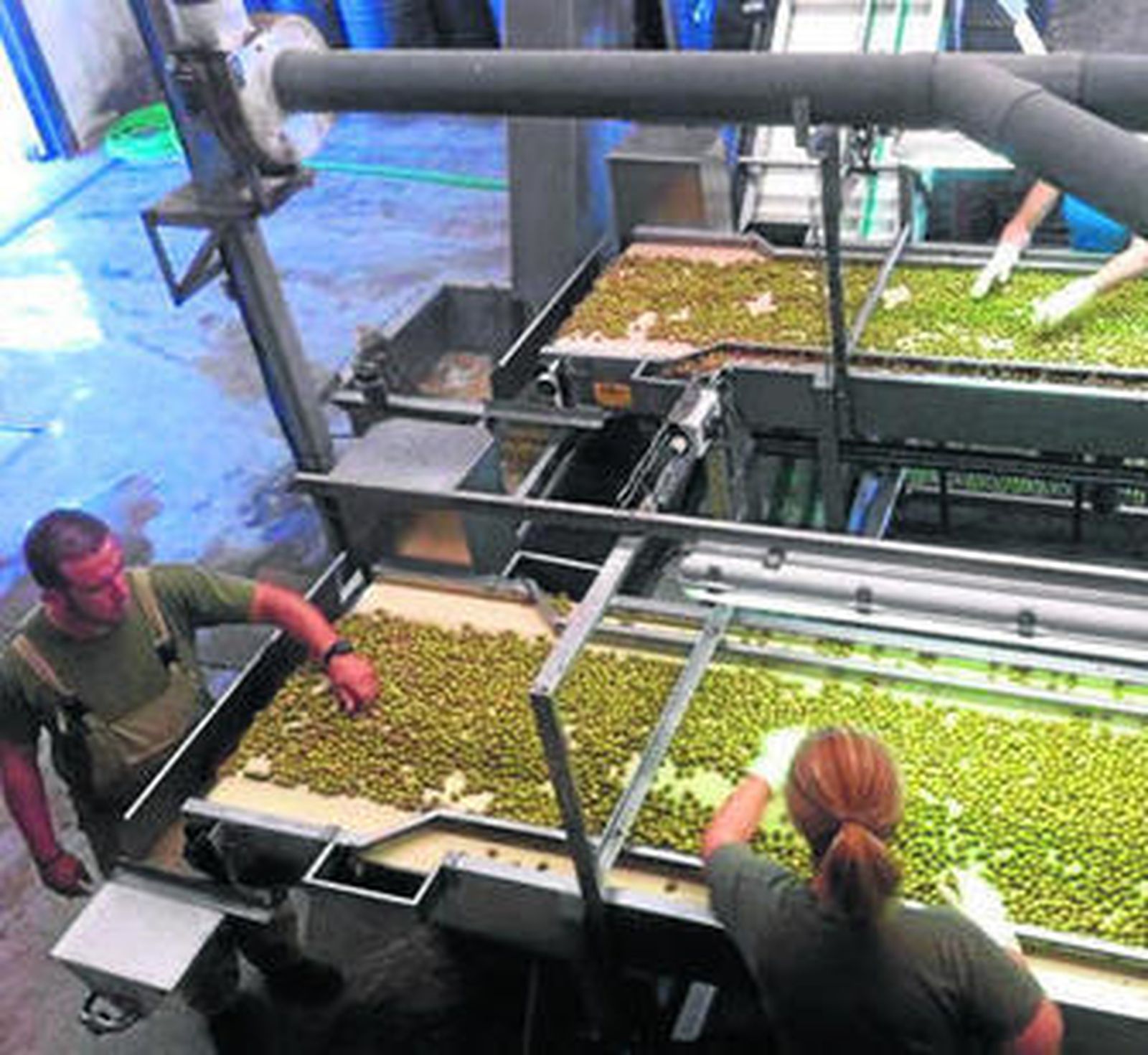 Empeados produciendo el aceite virgen extra Siurot en la almazara La Cigüeña.