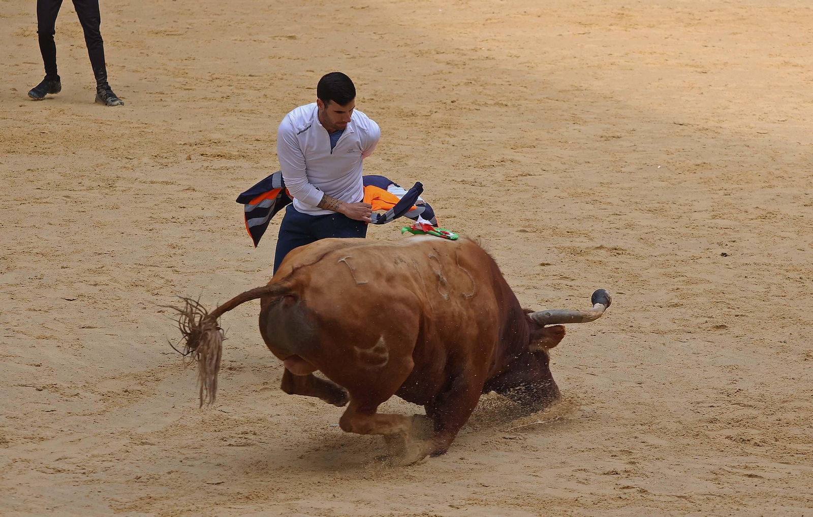 Las mejores fotos del Toro Embolao de Los Barrios 2024