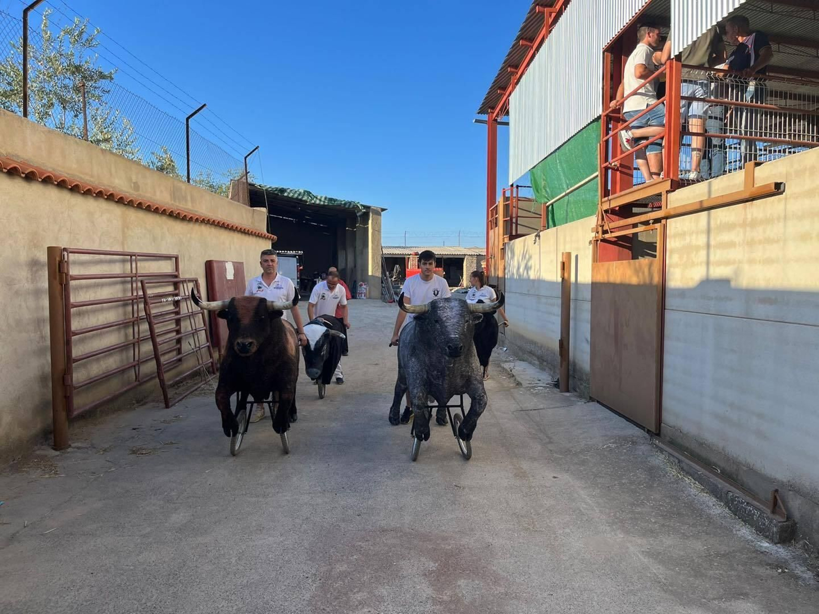 Gran ambiente en el encierro infantil de El Viso, en fotografías Gran ambiente en el encierro infantil de El Viso, en fotografías