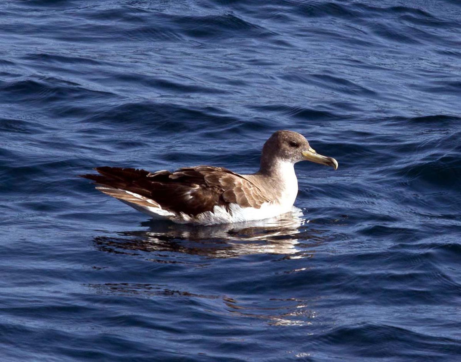 Los investigadores han monitorizado los vuelos de la pardela cenicienta.
