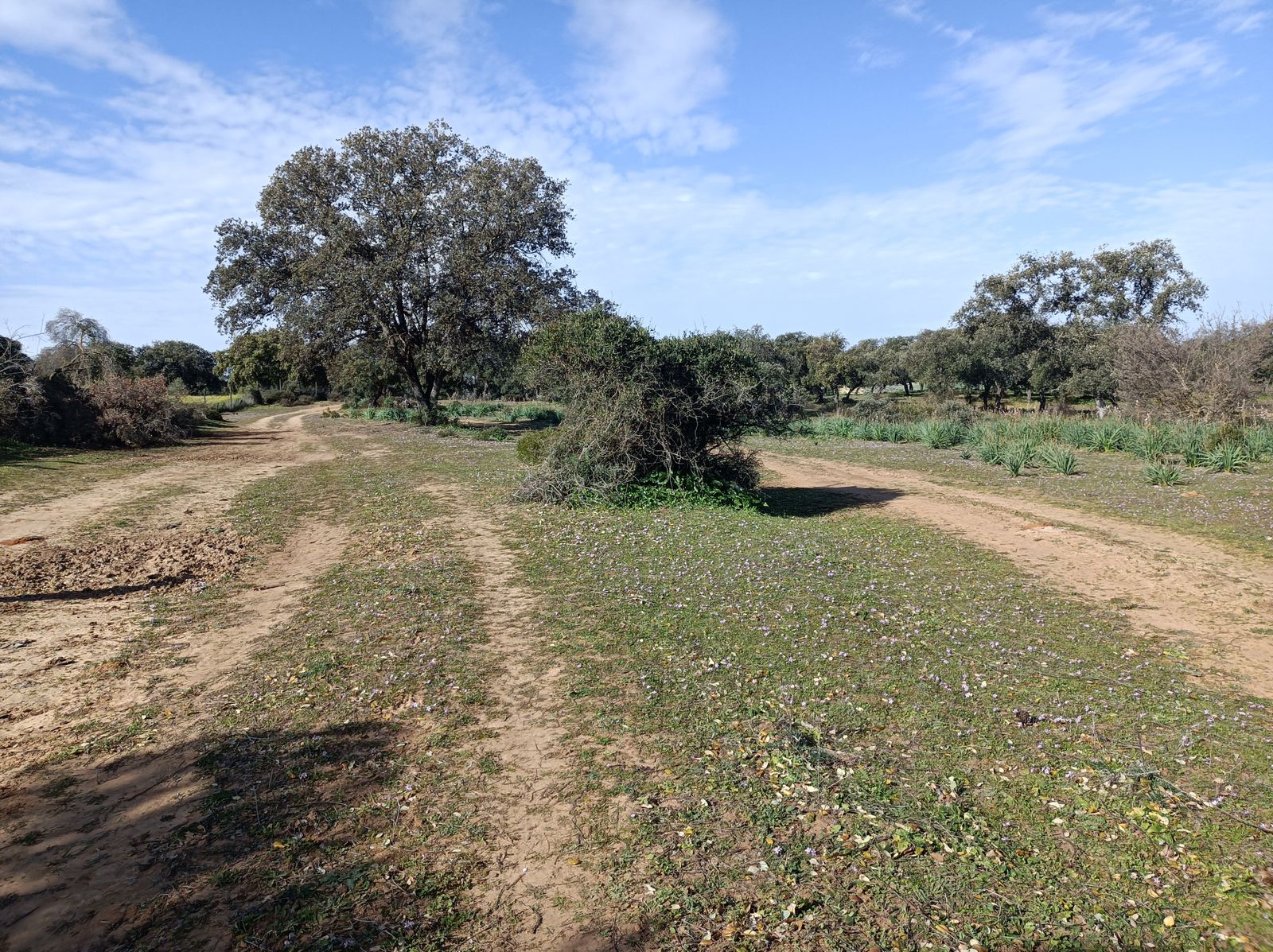 Iremos bordeando el alcornocal.