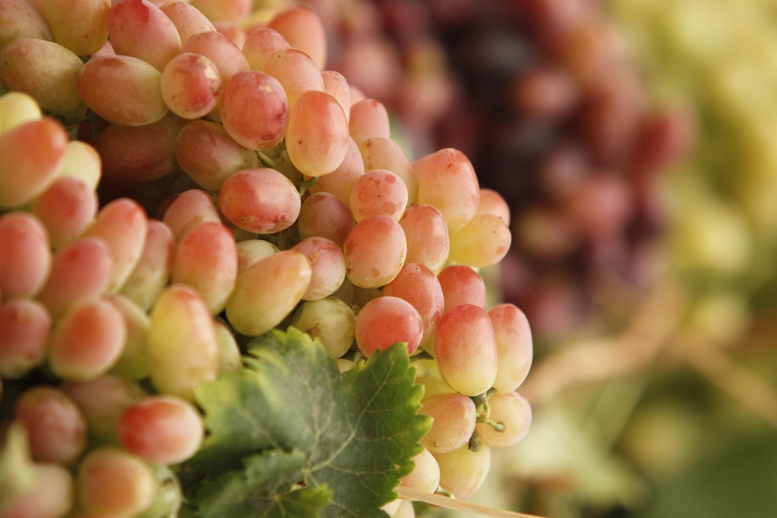 Las imágenes de la XIII Muestra de Variedades Históricas de Uvas de Mesa de la Provincia