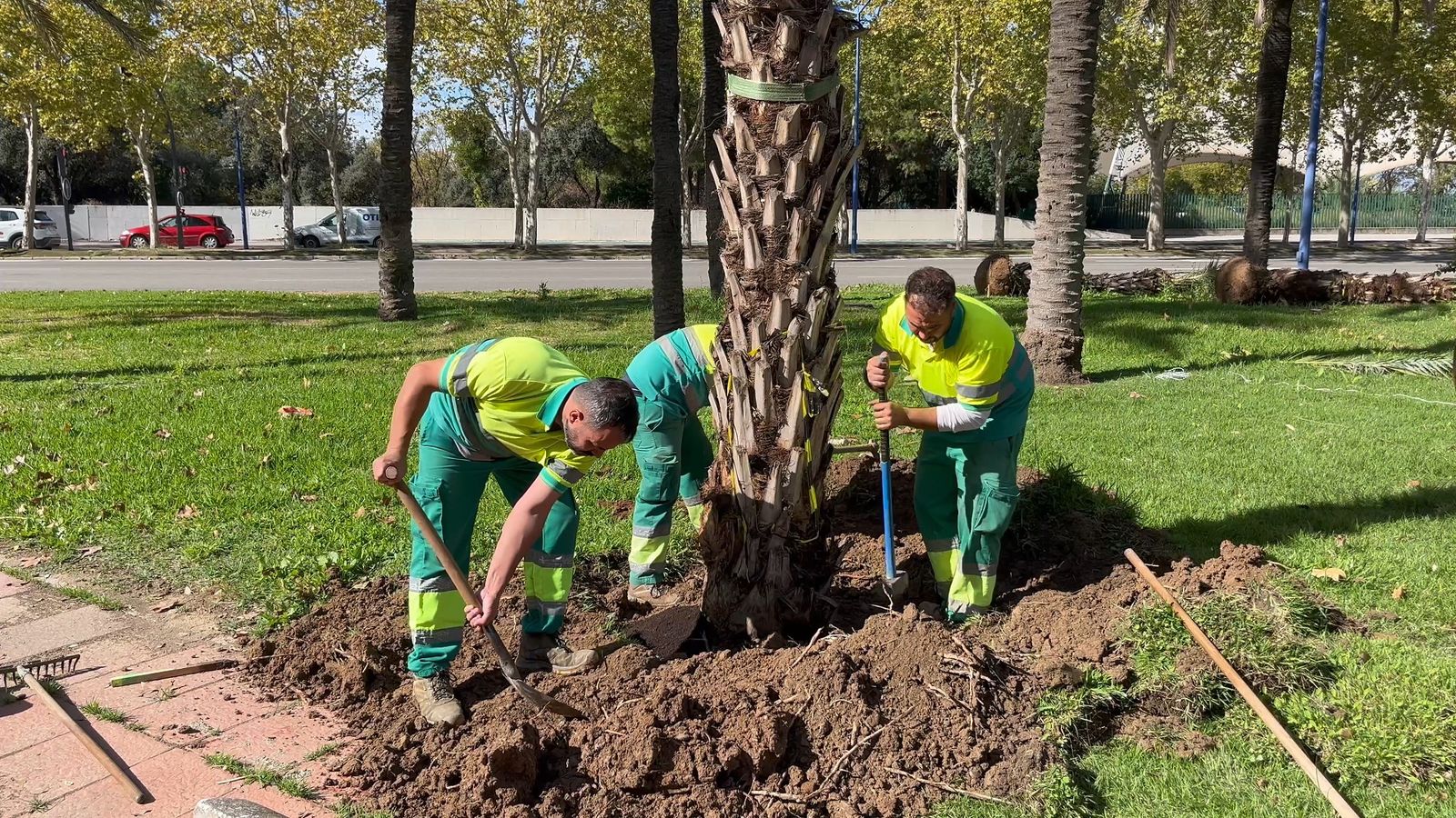 Primer plano de la plantación de palmeras en Marie Curie