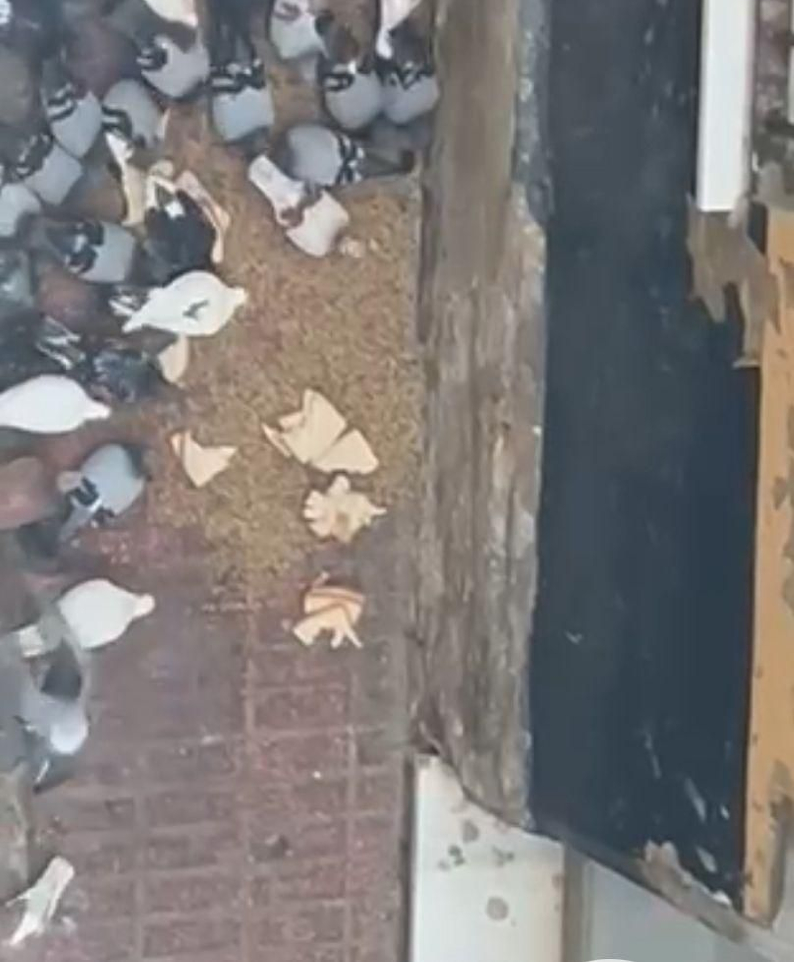 Palomas alimentándose del alpiste y pan de molde que les echa una vecina de Solano.