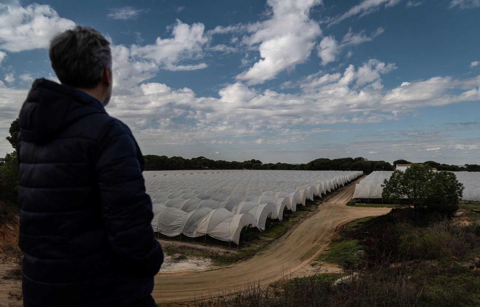 Fincas de producción de frutos rojos en el entorno de Doñana.