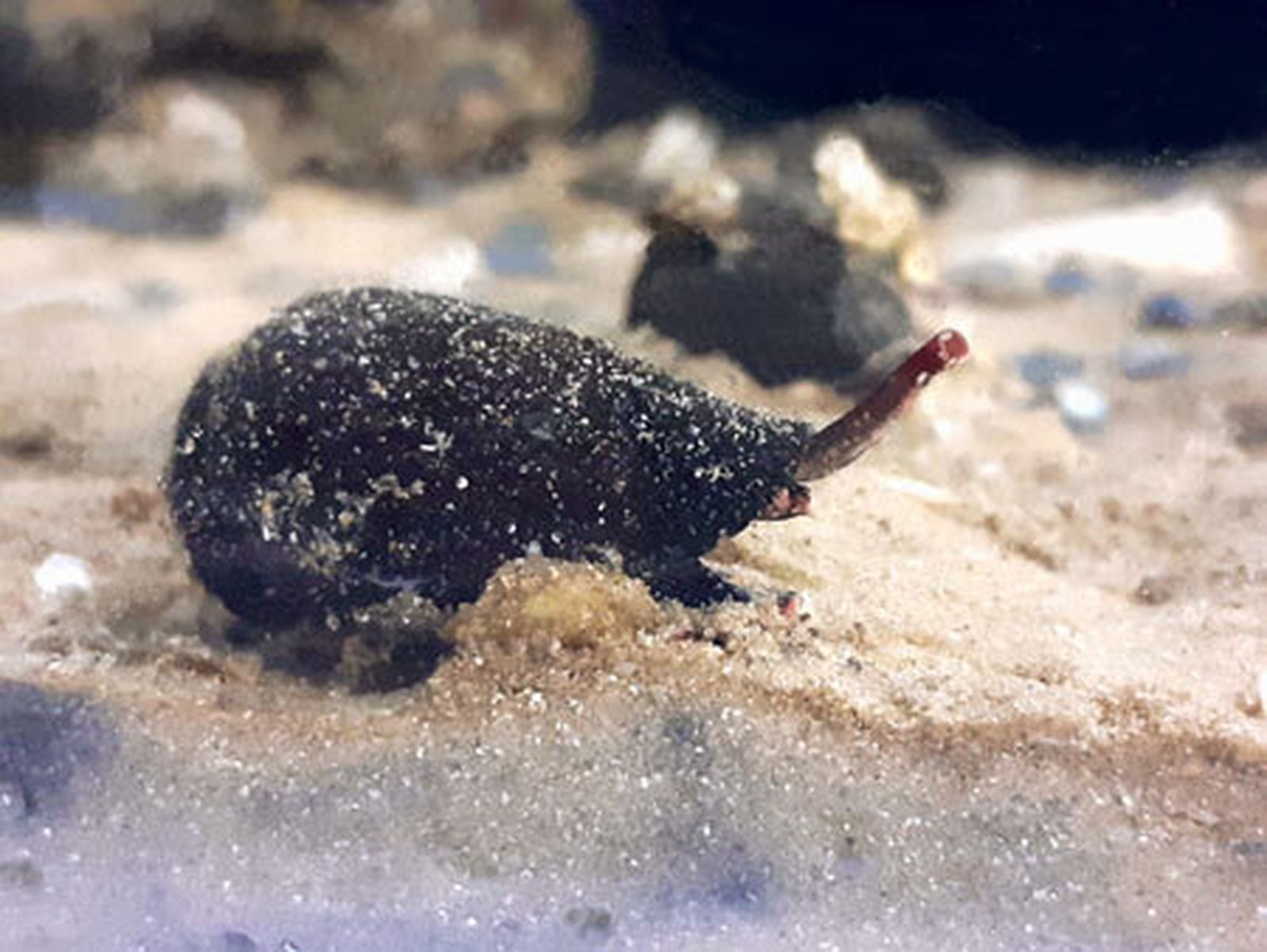 Un ejemplar adulto de 'Lautoconus ventricosus'.