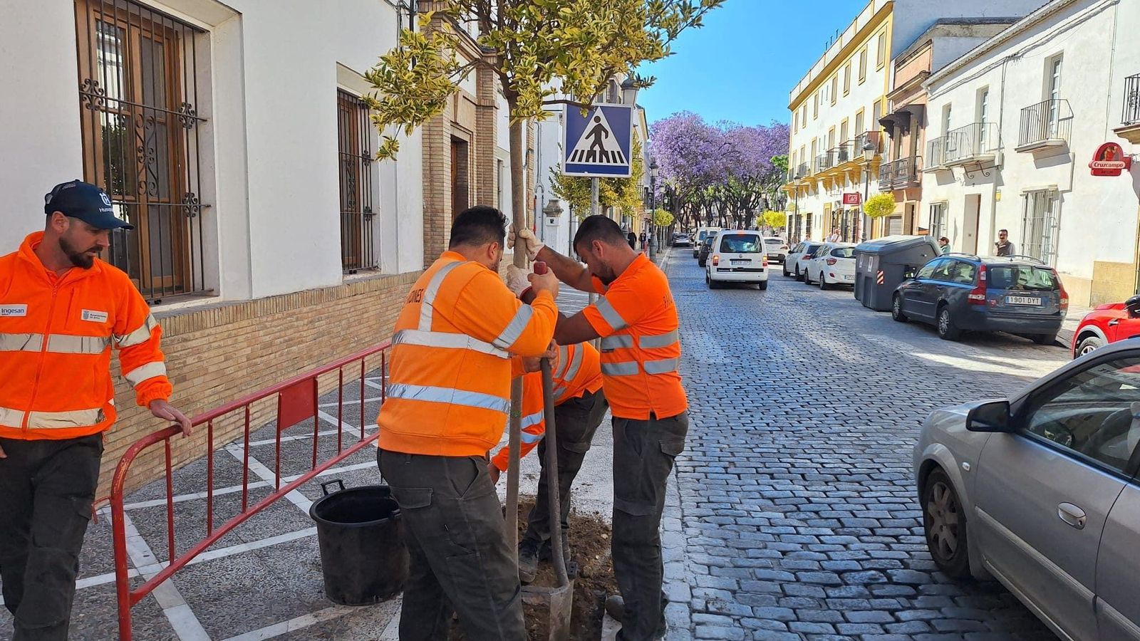 Momento de plantación de uno de los ejemplares, en la calle Porvera de Jerez.