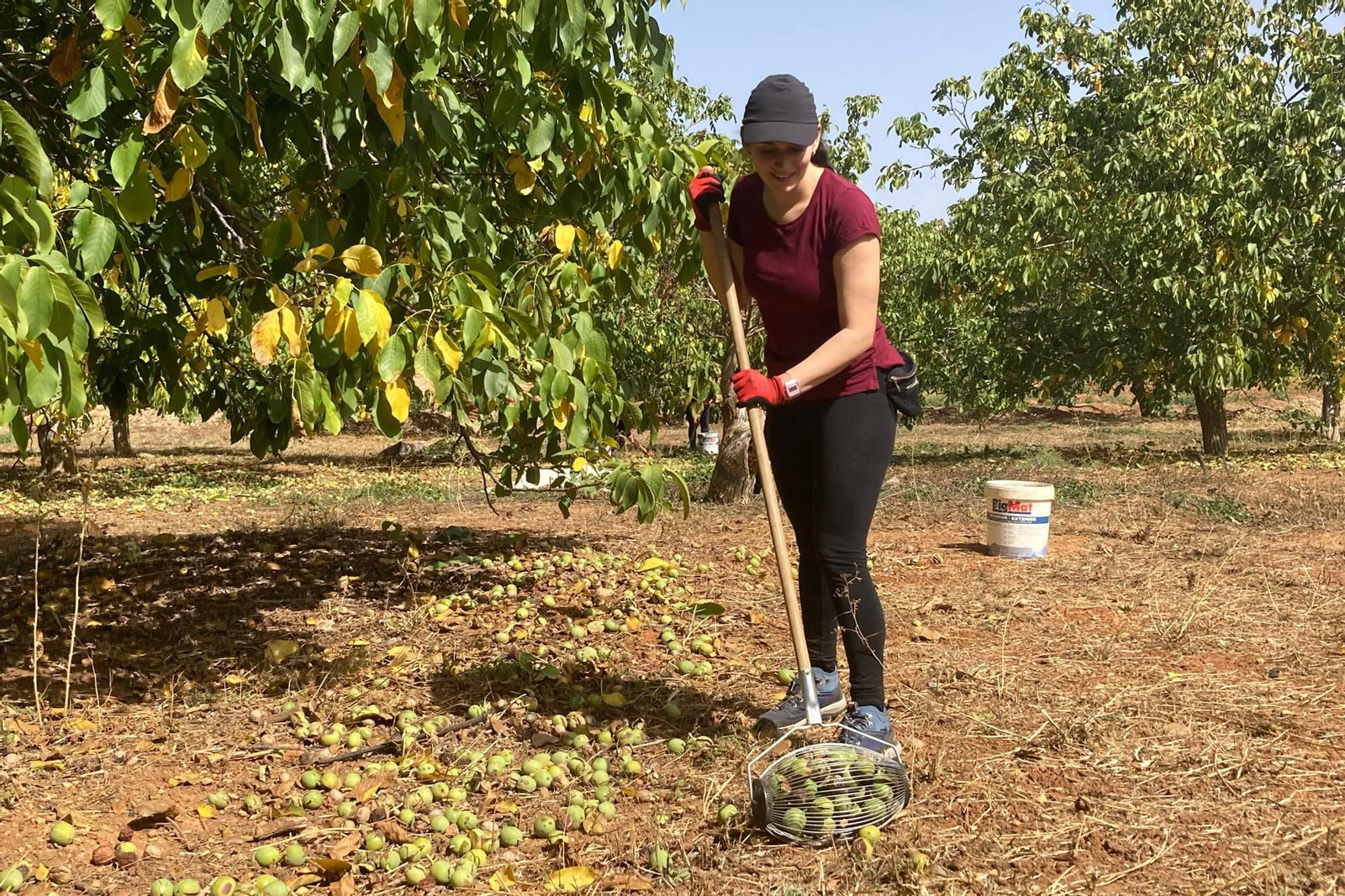 Recogida de las nueces que se encuentran en el suelo.