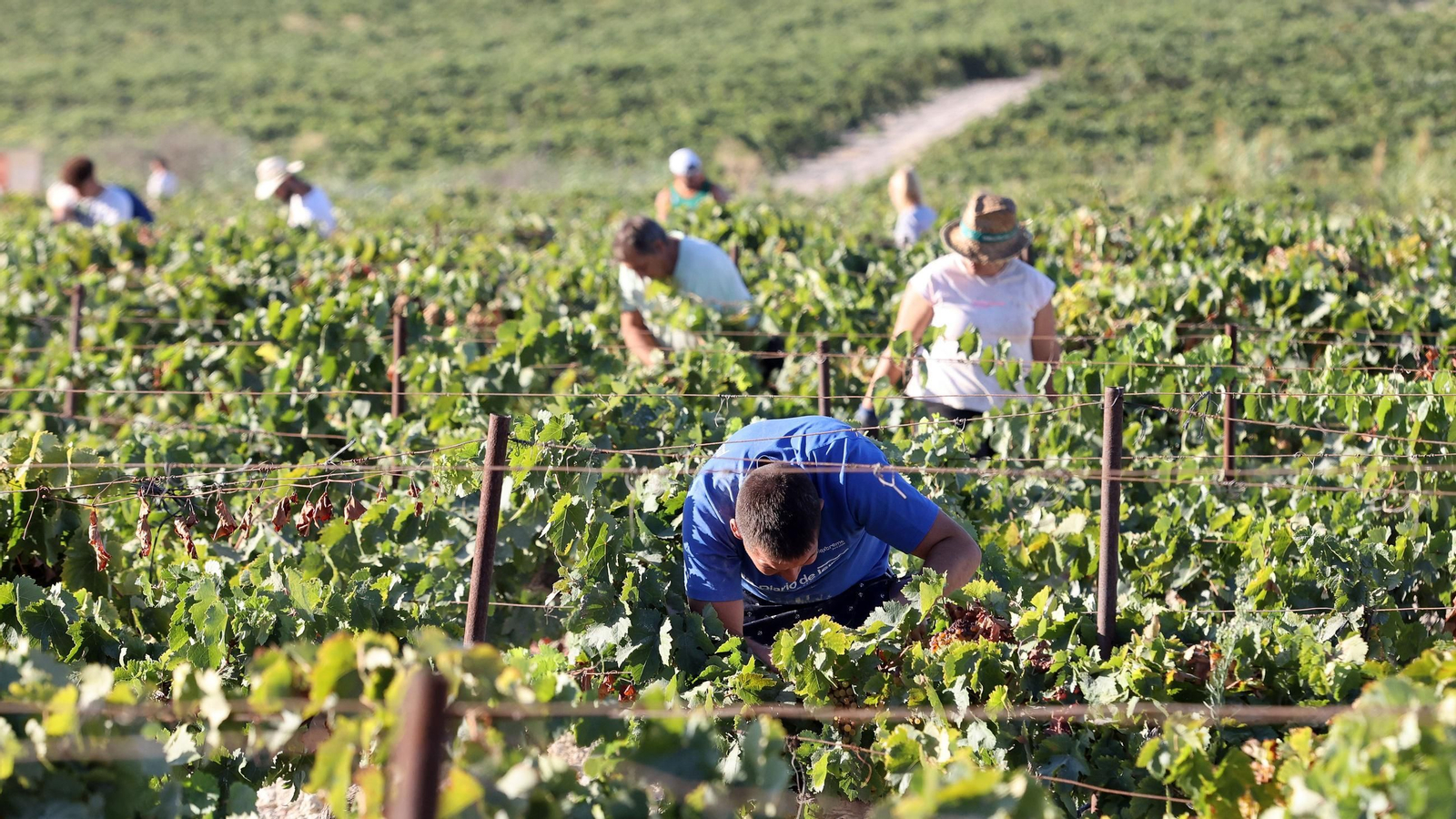 Vendimia a mano en la Viña El Caribe en Jerez