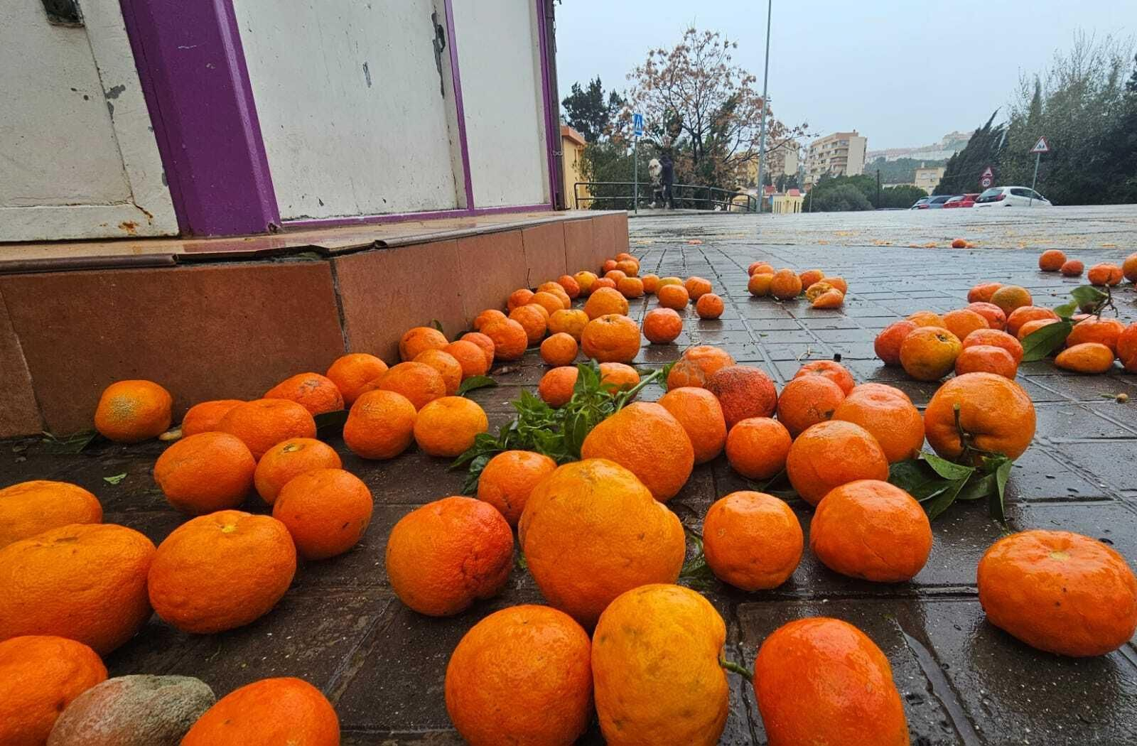 Naranjas caídas por el temporal en Algeciras.