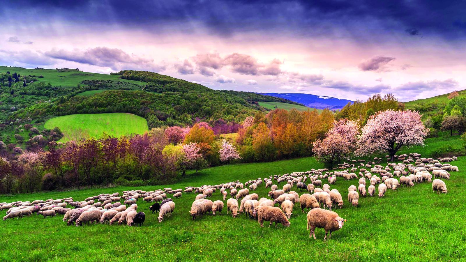 Cajamar analiza las estrategias del sector ganadero para reducir su impacto ambiental