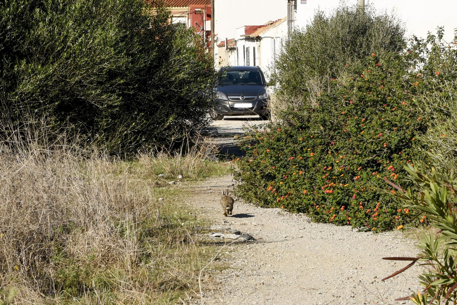 Las fotos de los terrenos del Conchal, en La Línea