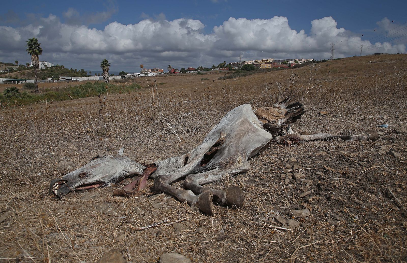 Cementerio ilegal de caballos en Algeciras