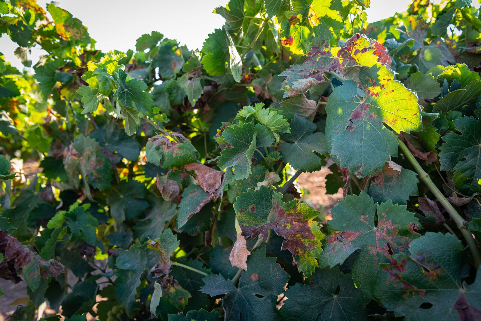 Imágenes de los estragos del parásito mildiu en los viñedos del Condado