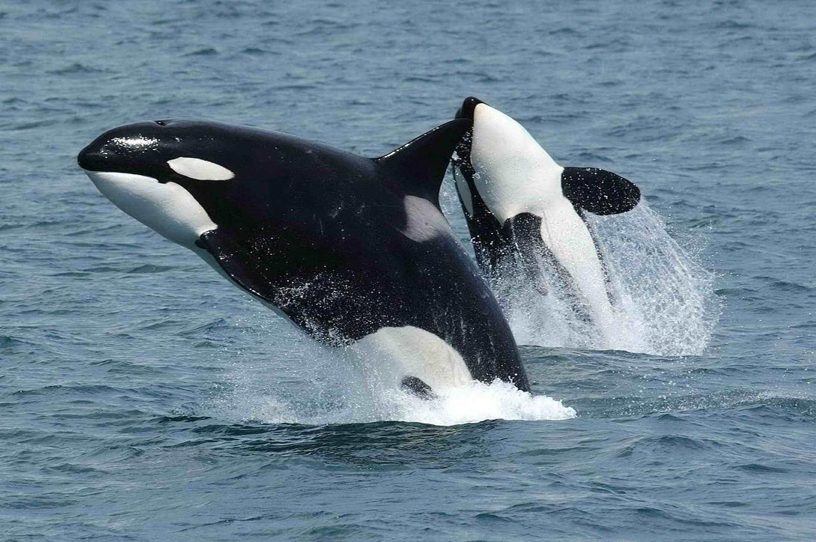 Dos orcas saltan en el mar. Dos orcas saltan en el mar.