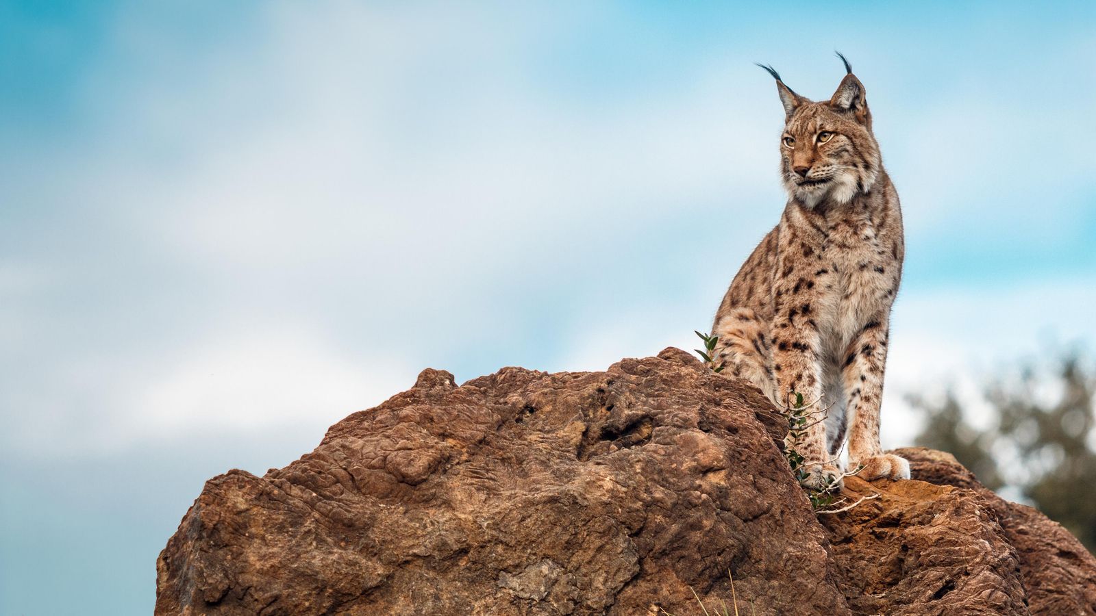 Lince Ibérico. Lince Ibérico.