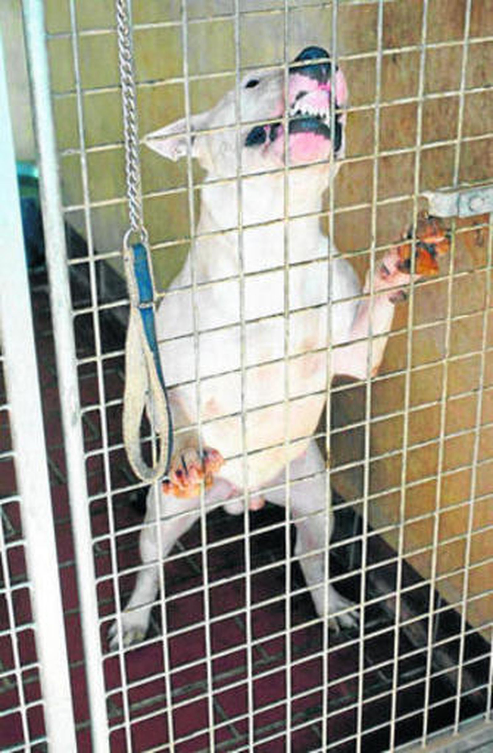 El bull terrier que agredió ayer a sus dueños en Berja.