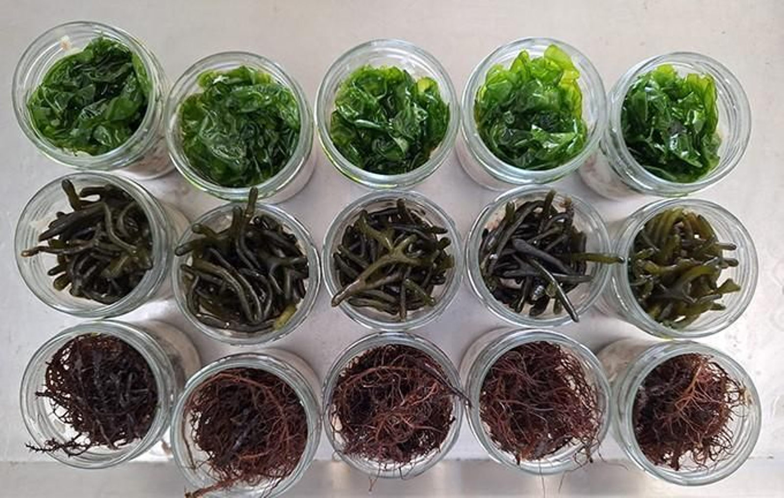 Los tres tipos de algas usados en el proyecto de CTAQUA.