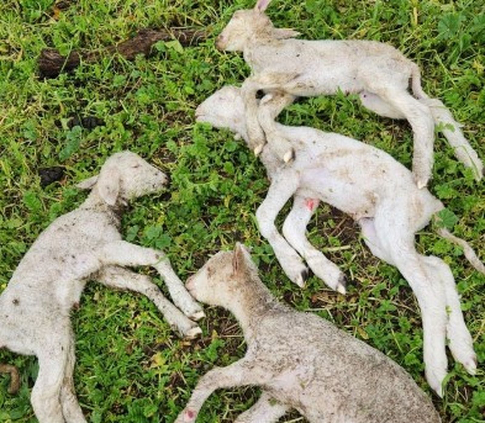 Corderos afectados por la alta mortandad.